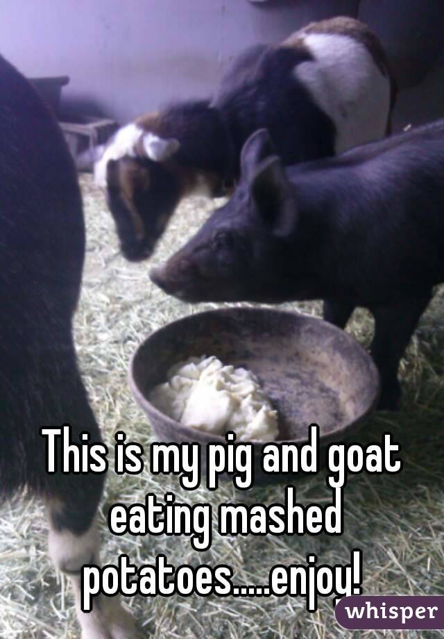 This is my pig and goat eating mashed potatoes.....enjoy! 
