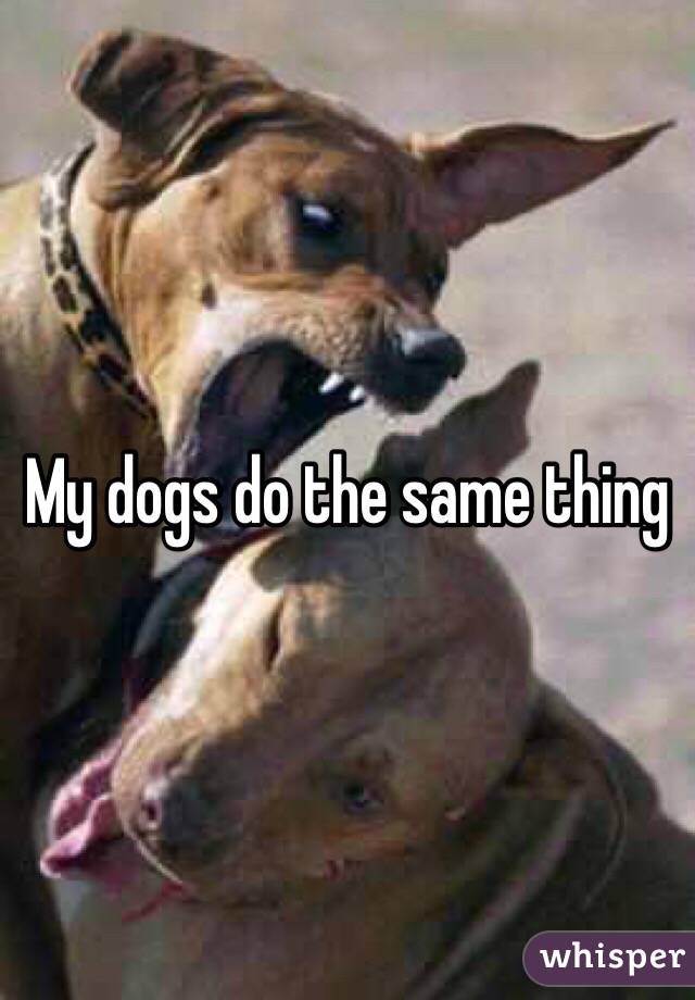 My dogs do the same thing