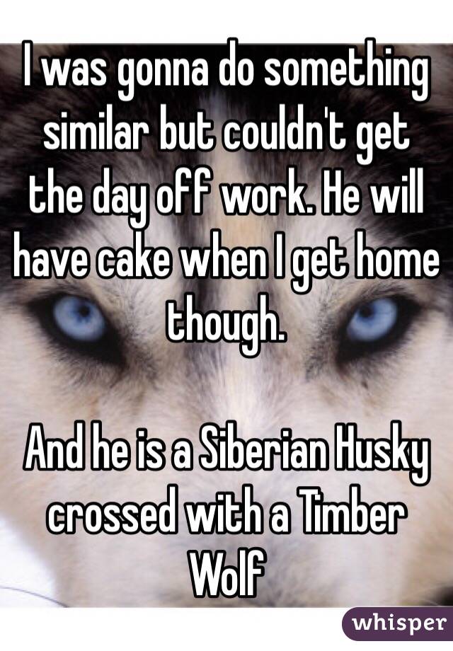 I was gonna do something similar but couldn't get the day off work. He will have cake when I get home though.

And he is a Siberian Husky crossed with a Timber Wolf