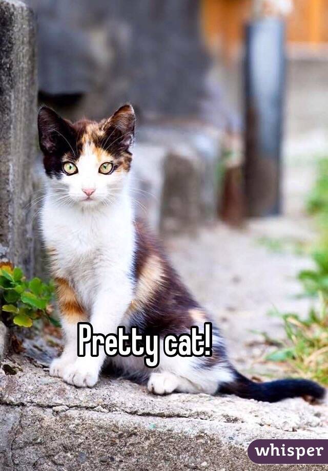 Pretty cat!