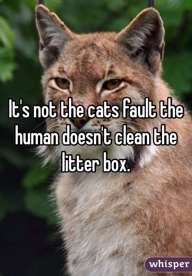 It's not the cats fault the human doesn't clean the litter box. 