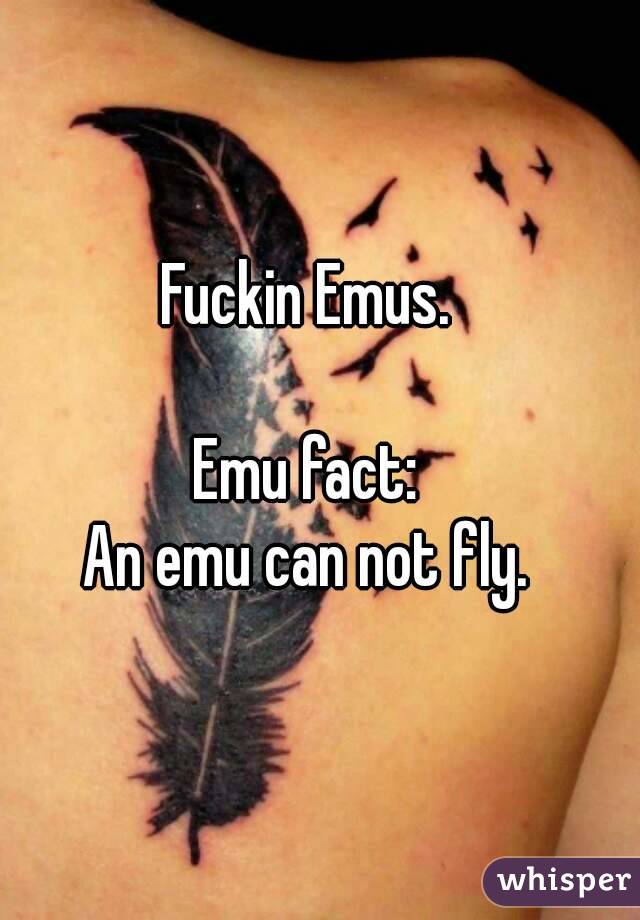 Fuckin Emus.

Emu fact:
An emu can not fly.