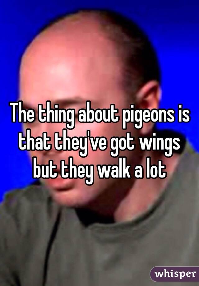 The thing about pigeons is that they've got wings but they walk a lot 