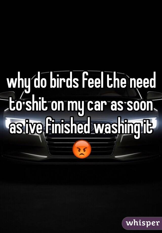 why do birds feel the need to shit on my car as soon as ive finished washing it 😡