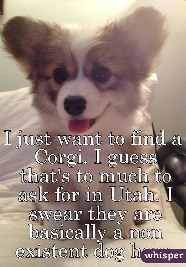 I just want to find a Corgi. I guess that's to much to ask for in Utah. I swear they are basically a non existent dog here.