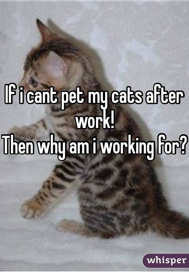 If i cant pet my cats after work!
Then why am i working for?