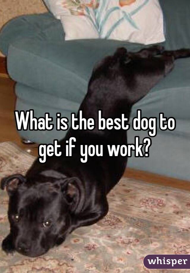 What is the best dog to get if you work?