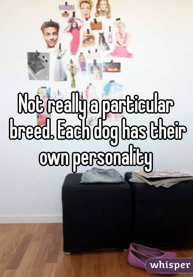 Not really a particular breed. Each dog has their own personality 