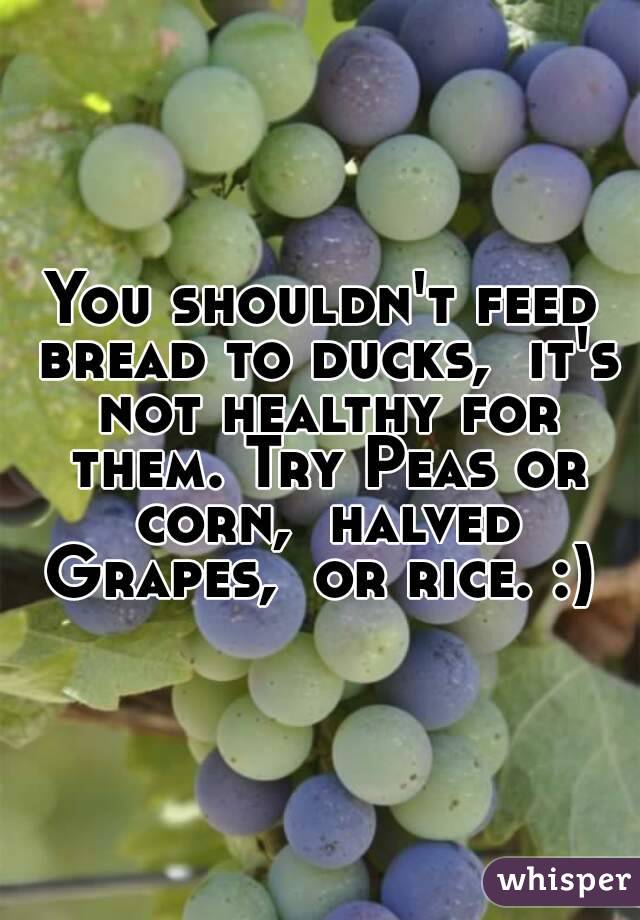 You shouldn't feed bread to ducks,  it's not healthy for them. Try Peas or corn,  halved Grapes,  or rice. :) 