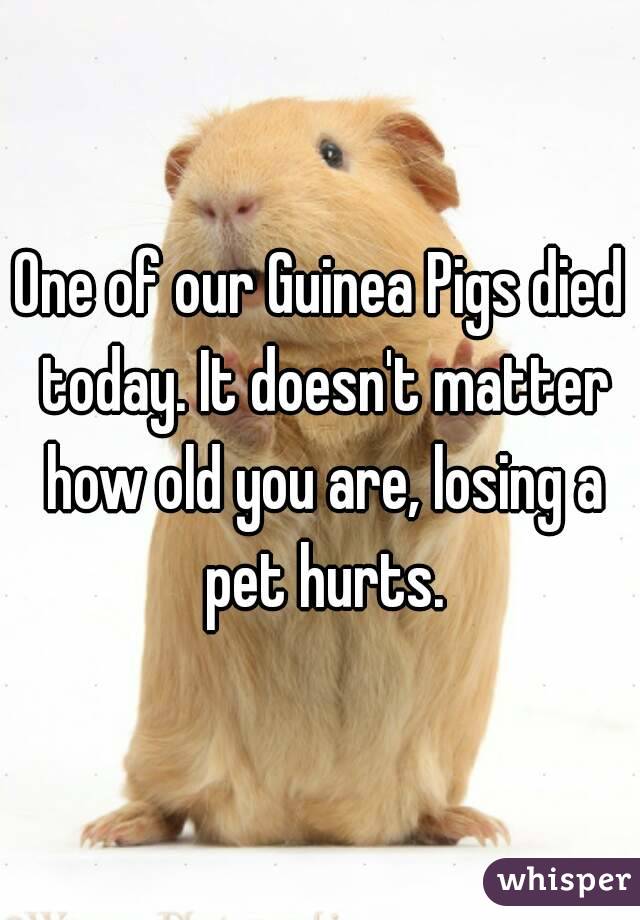 One of our Guinea Pigs died today. It doesn't matter how old you are, losing a pet hurts.