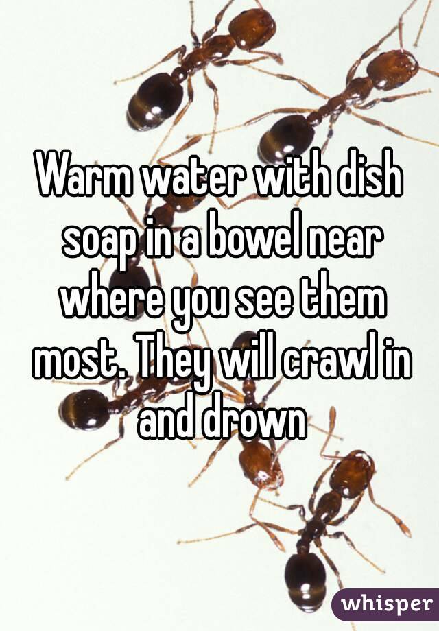Warm water with dish soap in a bowel near where you see them most. They will crawl in and drown