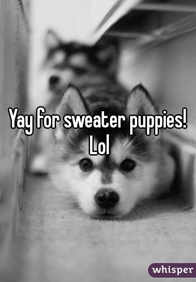 Yay for sweater puppies! Lol
