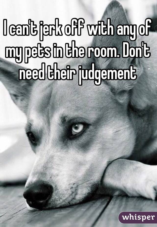 I can't jerk off with any of my pets in the room. Don't need their judgement 