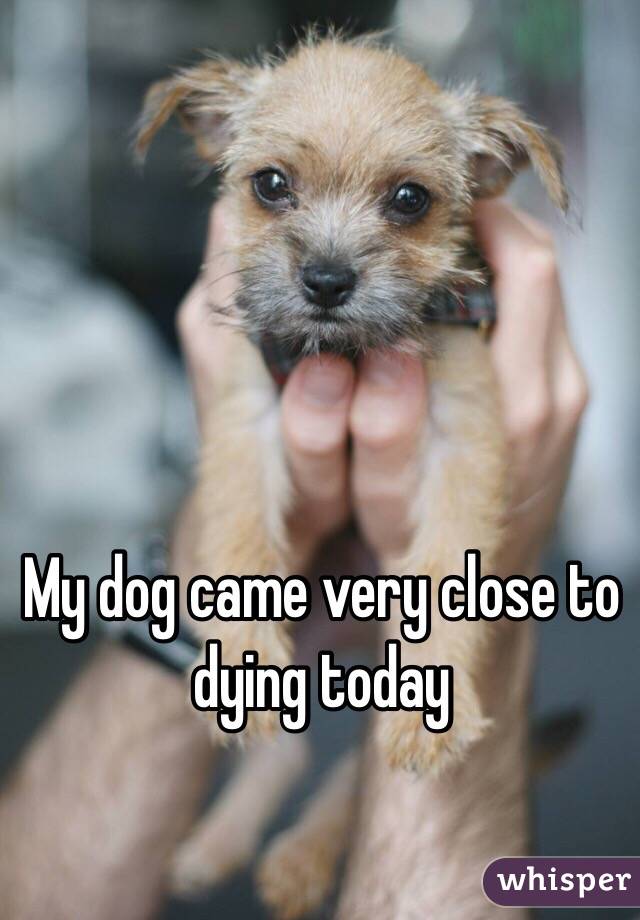 My dog came very close to dying today