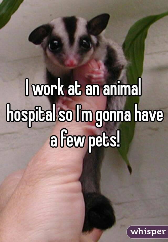 I work at an animal hospital so I'm gonna have a few pets!