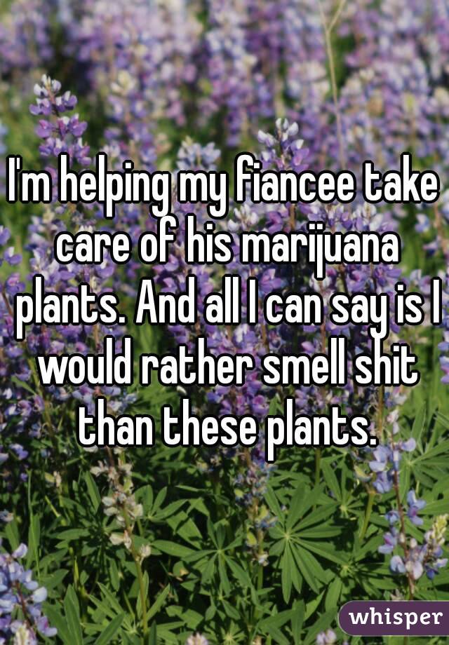 I'm helping my fiancee take care of his marijuana plants. And all I can say is I would rather smell shit than these plants.