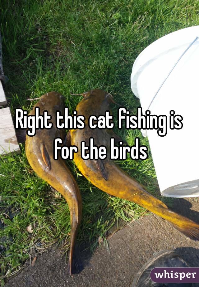 Right this cat fishing is for the birds