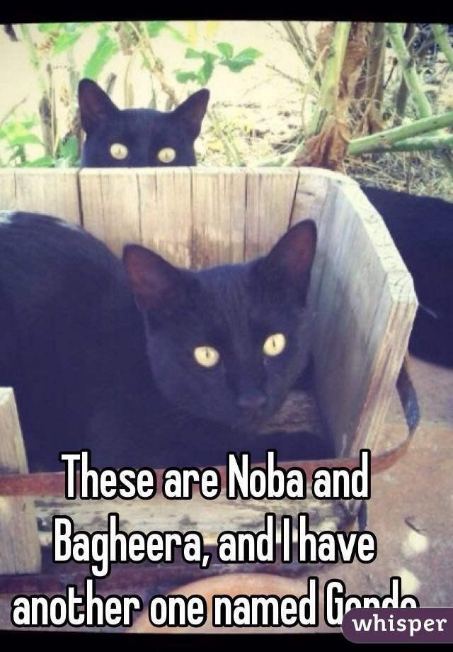 These are Noba and Bagheera, and I have another one named Gordo