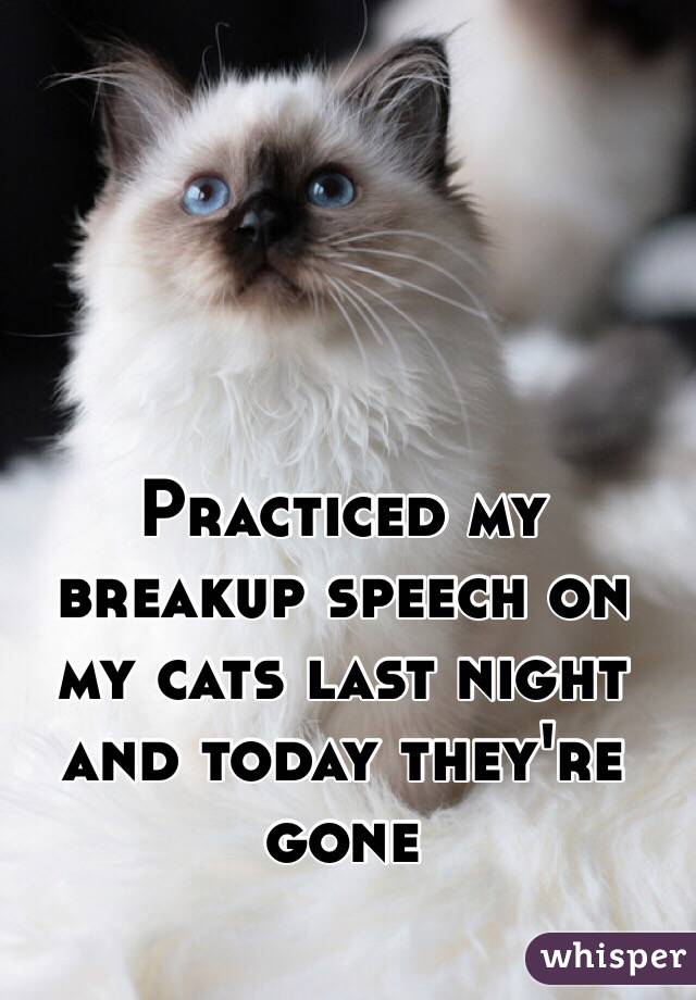 Practiced my breakup speech on my cats last night and today they're gone