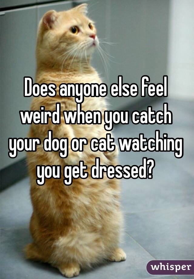 Does anyone else feel weird when you catch your dog or cat watching you get dressed?