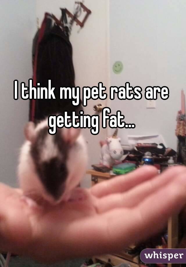 I think my pet rats are getting fat... 