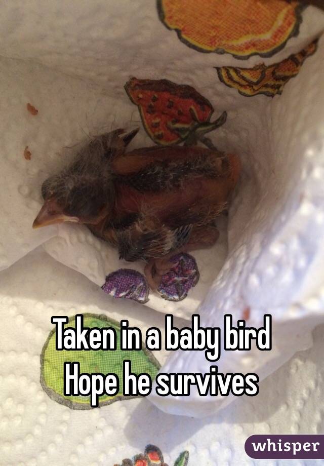 Taken in a baby bird
Hope he survives