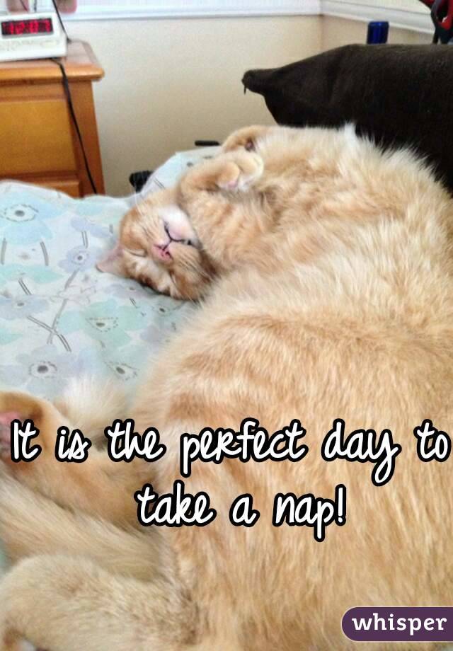 It is the perfect day to take a nap!