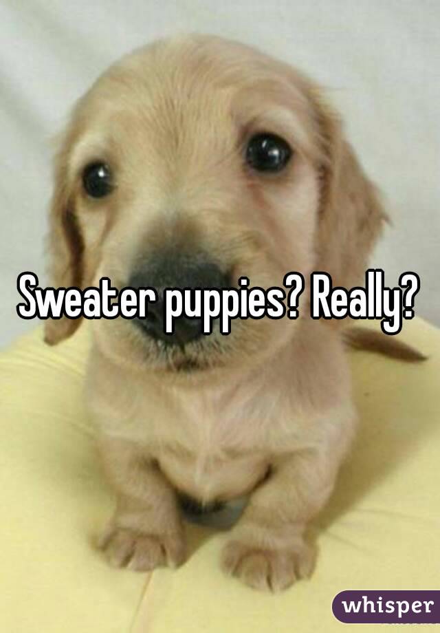 Sweater puppies? Really?