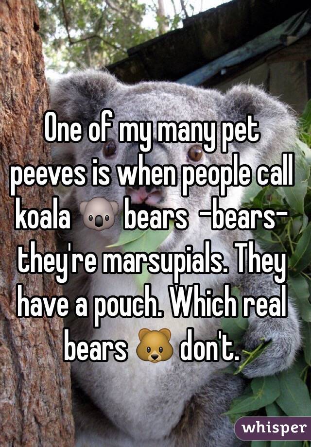One of my many pet peeves is when people call koala 🐨 bears  -bears- they're marsupials. They have a pouch. Which real bears 🐻 don't. 
