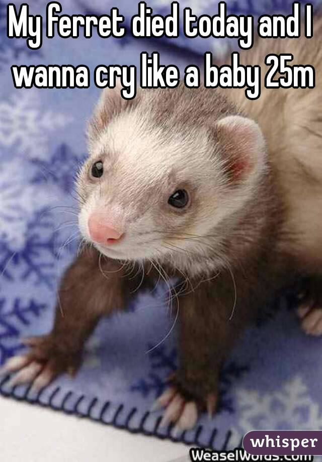 My ferret died today and I wanna cry like a baby 25m