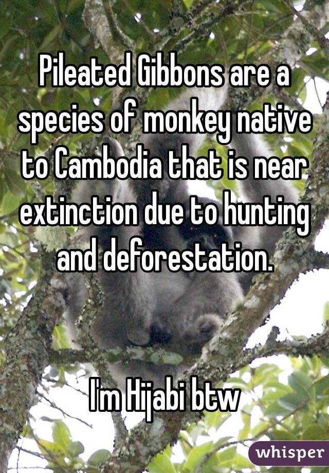 Pileated Gibbons are a species of monkey native to Cambodia that is near extinction due to hunting and deforestation.


I'm Hijabi btw
