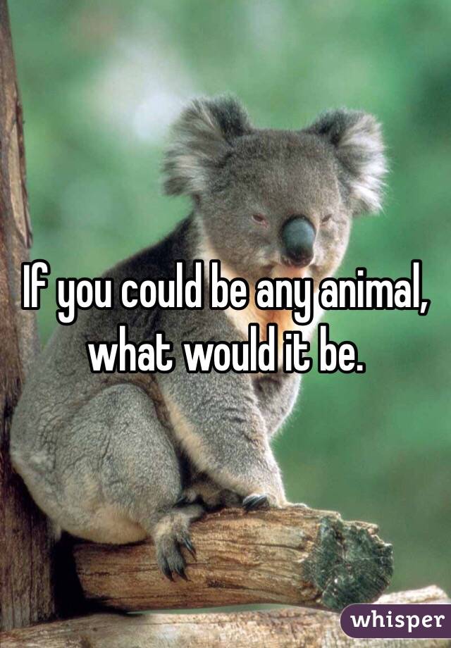 If you could be any animal, what would it be. 