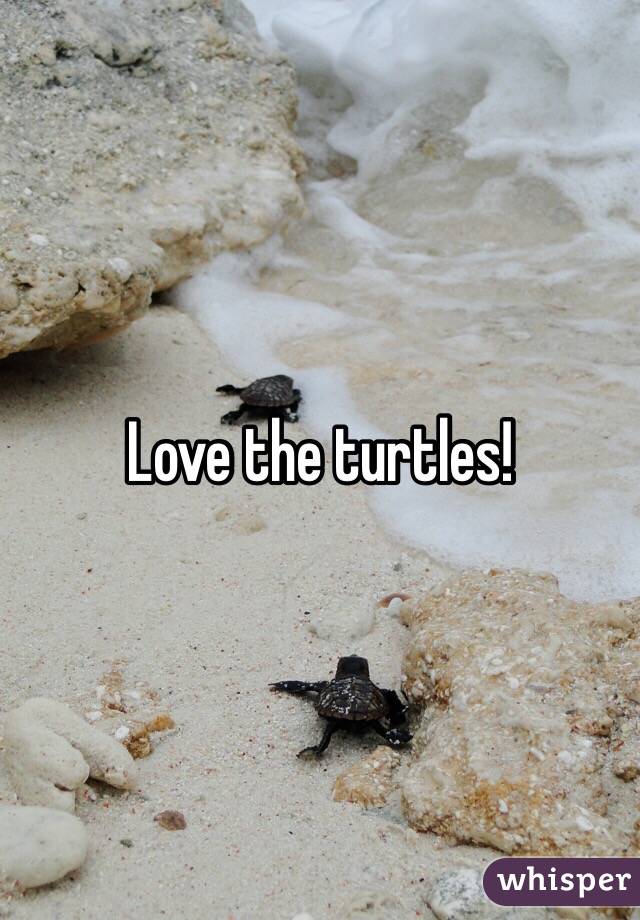 Love the turtles! 