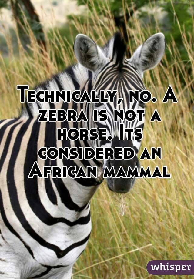 Technically, no. A zebra is not a horse. Its considered an African mammal