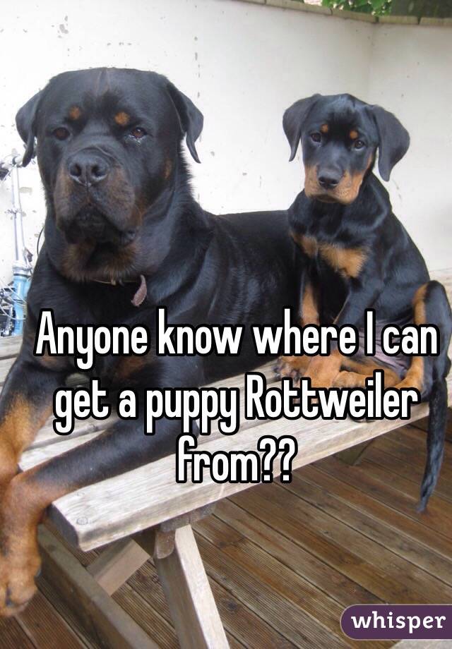 Anyone know where I can get a puppy Rottweiler from?? 