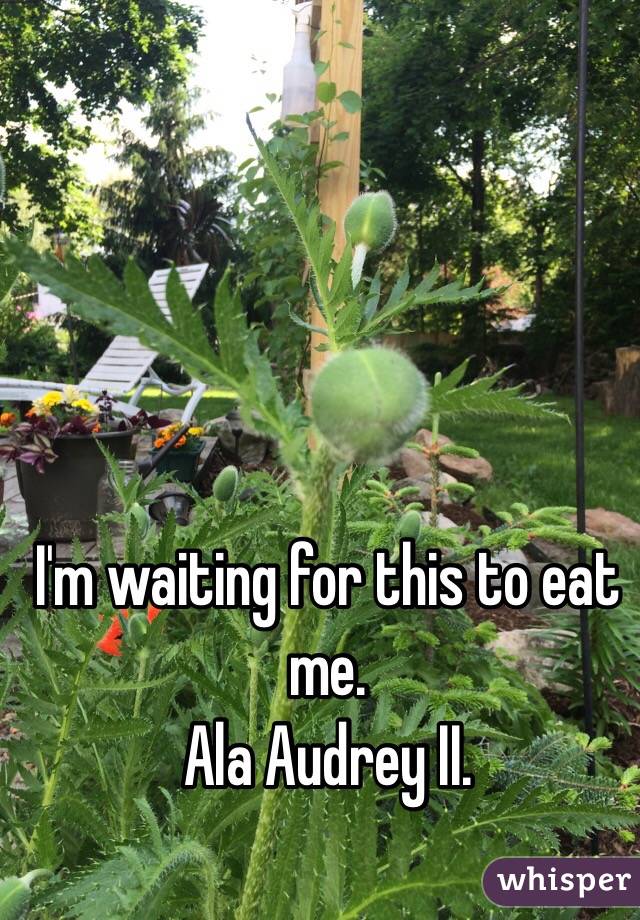 I'm waiting for this to eat me. 
Ala Audrey II. 