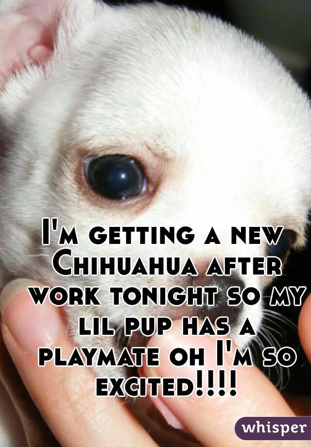 I'm getting a new Chihuahua after work tonight so my lil pup has a playmate oh I'm so excited!!!!