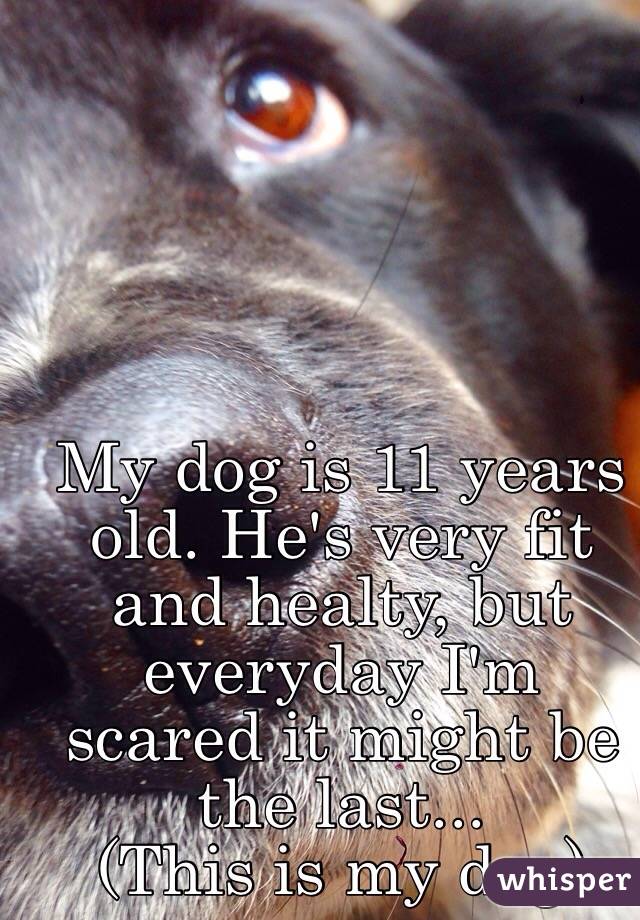 My dog is 11 years old. He's very fit and healty, but everyday I'm scared it might be the last...
(This is my dog)