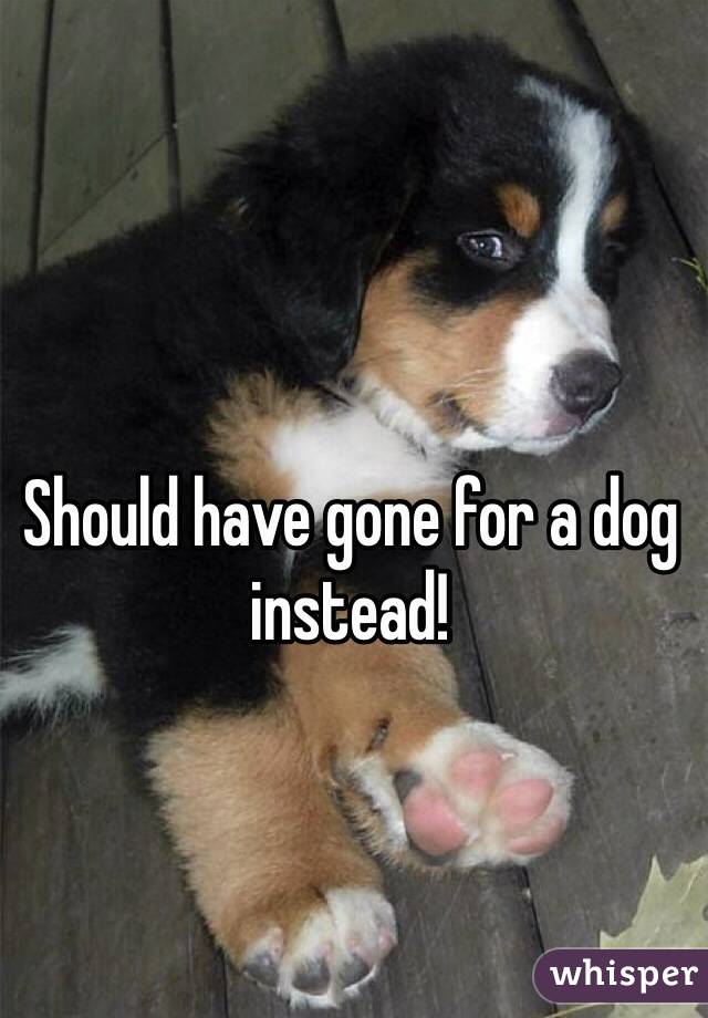 Should have gone for a dog instead!