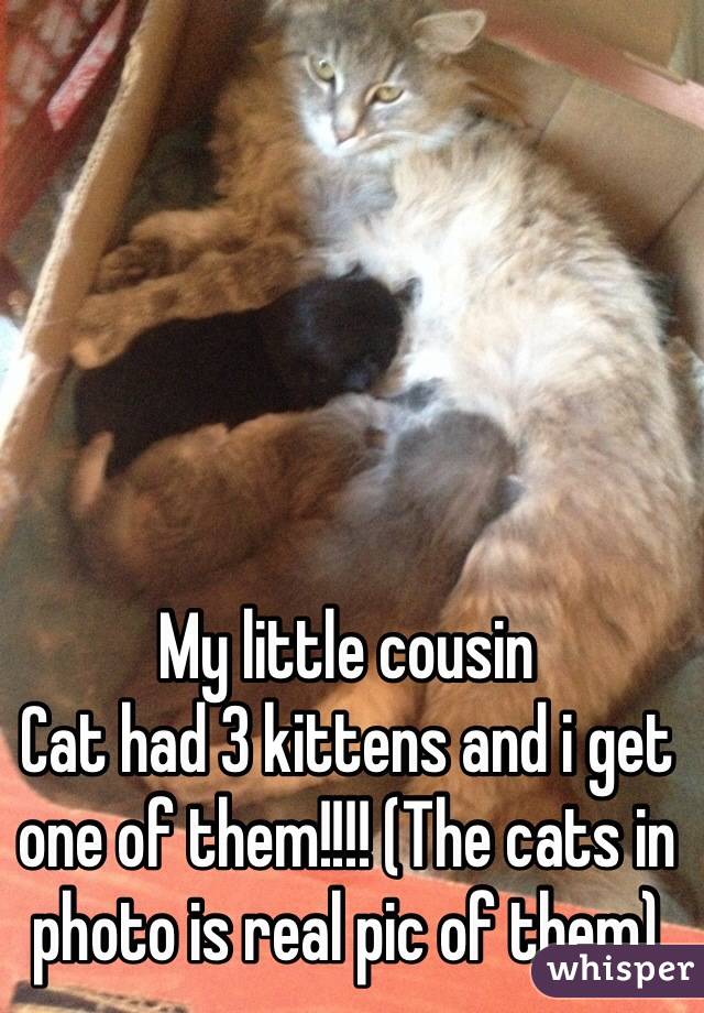 My little cousin
Cat had 3 kittens and i get one of them!!!! (The cats in photo is real pic of them)