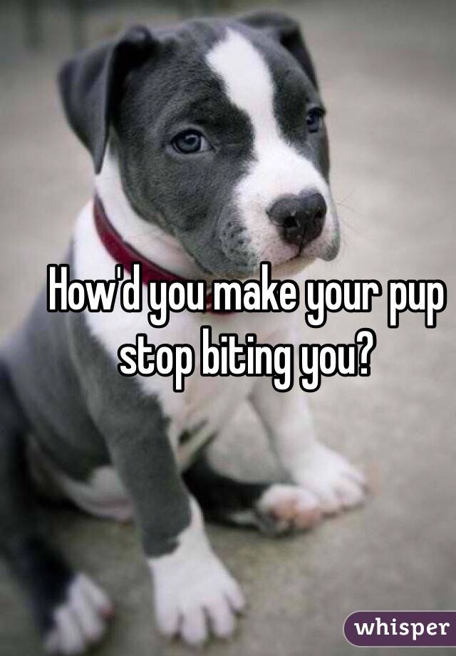 How'd you make your pup stop biting you? 