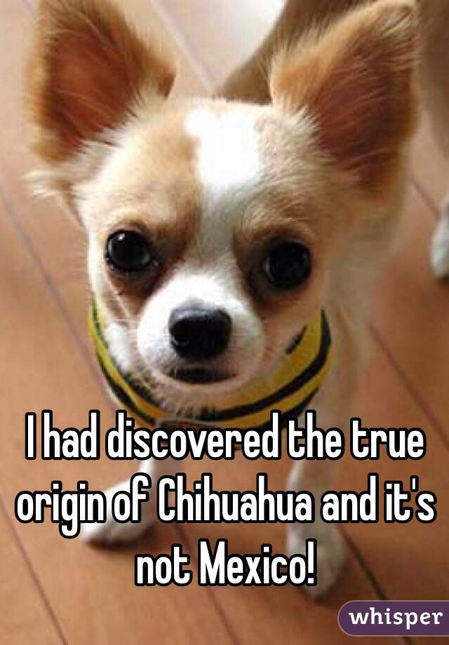 I had discovered the true origin of Chihuahua and it's not Mexico! 