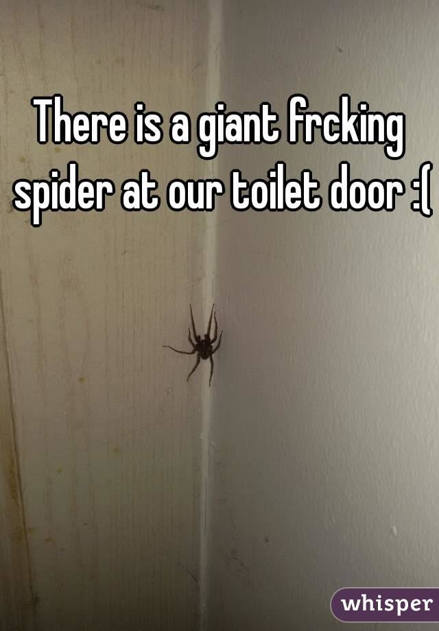 There is a giant frcking spider at our toilet door :(
