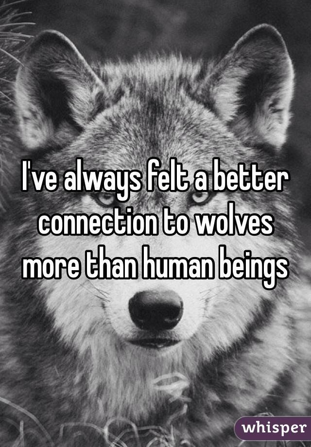 I've always felt a better connection to wolves more than human beings
