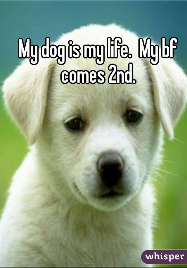 My dog is my life.  My bf comes 2nd. 