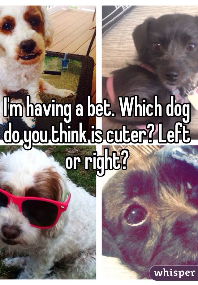 I'm having a bet. Which dog do you think is cuter? Left or right?