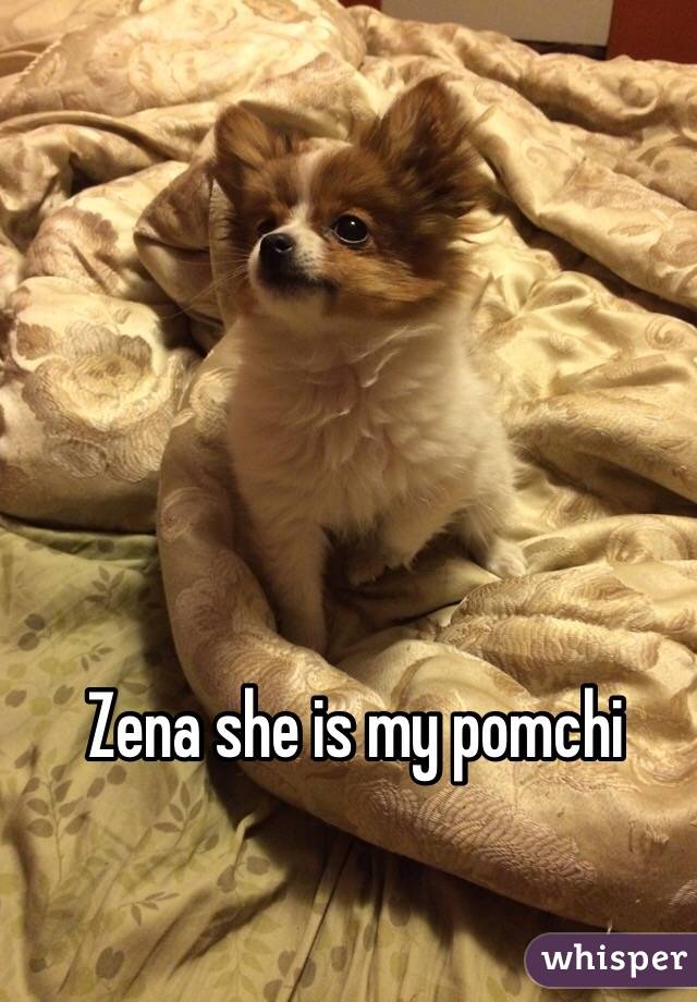 Zena she is my pomchi 