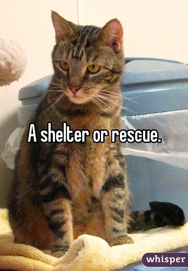 A shelter or rescue. 