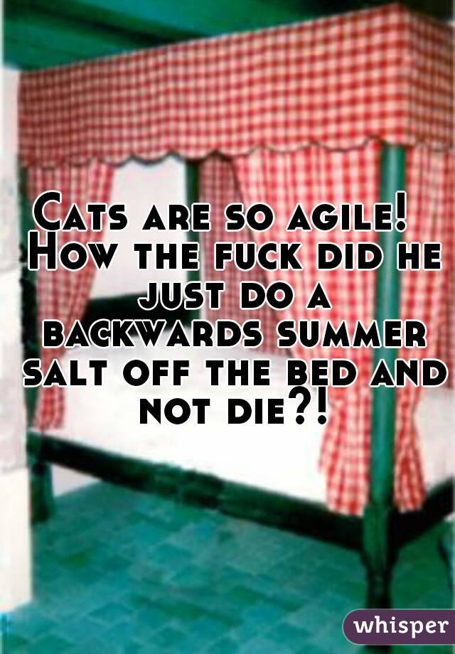 Cats are so agile!  How the fuck did he just do a backwards summer salt off the bed and not die?!