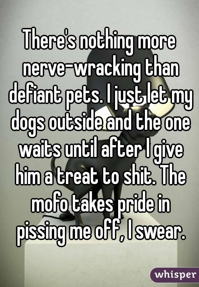 There's nothing more nerve-wracking than defiant pets. I just let my dogs outside and the one waits until after I give him a treat to shit. The mofo takes pride in pissing me off, I swear.